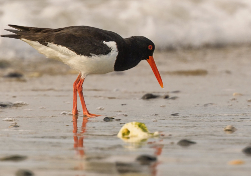 Ústřičník velký  (Haematopus ostralegus)  D53A8939ok