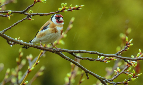 Stehlík obecný  (Carduelis carduelis)  D53A9115ok1