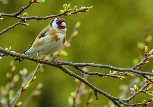 Stehlík obecný  (Carduelis carduelis)  D53A9115ok1