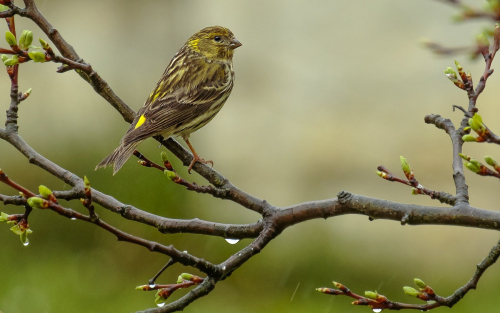 Zvonohlík zahradní  (Serinus serinus)  D53A9264ok