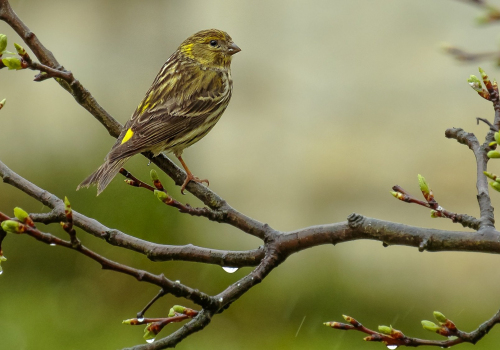 Zvonohlík zahradní  (Serinus serinus)  D53A9264ok