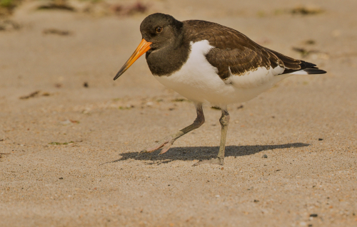 Ústřičník velký  (Haematopus ostralegus)  D53A9311ok