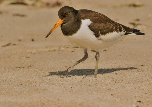 Ústřičník velký  (Haematopus ostralegus)  D53A9311ok