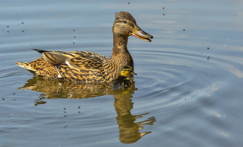 Kachna divoká  (Anas platyrhynchos)  IMGL3346ok
