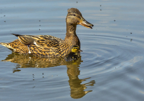 Kachna divoká  (Anas platyrhynchos)  IMGL3346ok