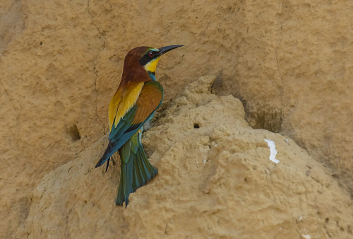 Vlha pestrá  (Merops apiaster)  IMGL4560ok