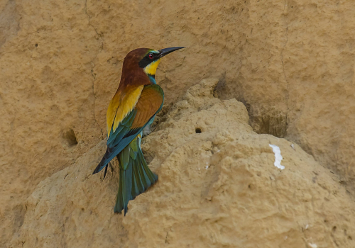 Vlha pestrá  (Merops apiaster)  IMGL4560ok