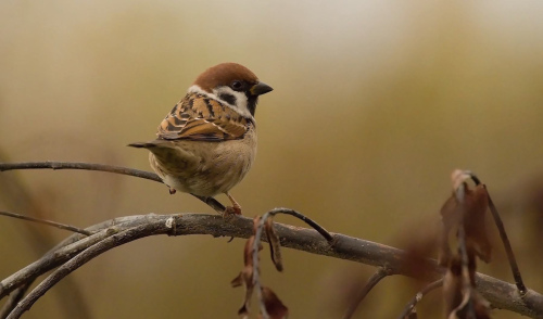 Vrabec polní  (Passer montanus) IMGL9062