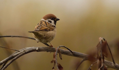 Vrabec polní  (Passer montanus)  IMGL9062