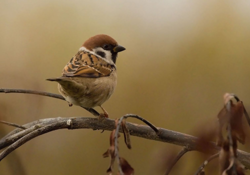 Vrabec polní  (Passer montanus)  IMGL9062