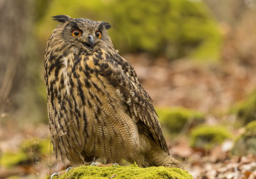 Výr velký  (Bubo bubo)  IMG_0562ok