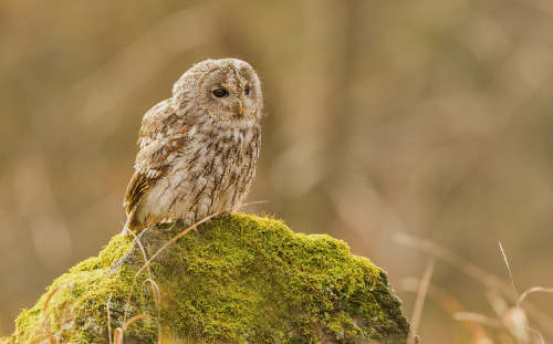 Puštík obecný  (Strix aluco)  IMG_0637ok
