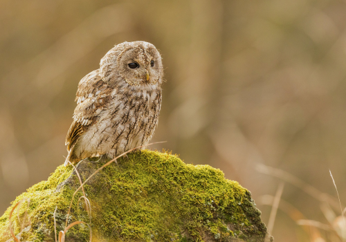 Puštík obecný  (Strix aluco)  IMG_0637ok