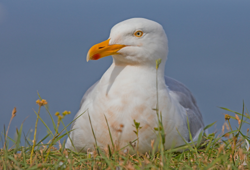 Racek stříbřitý  (Larus argentatus)  IMG_0815ok