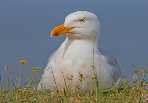 Racek stříbřitý  (Larus argentatus)  IMG_0815ok