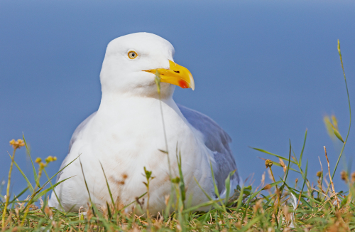 Racek stříbřitý  (Larus argentatus)  IMG_0820ok