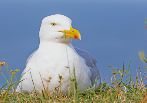 Racek stříbřitý  (Larus argentatus)  IMG_0820ok