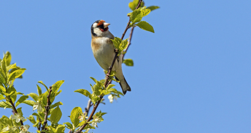 Stehlík obecný  (Carduelis carduelisI)  MG_1143ok
