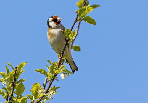 Stehlík obecný  (Carduelis carduelisI)  MG_1143ok