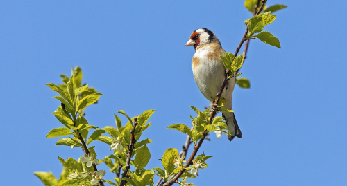 Stehlík obecný  (Carduelis carduelis)  IMG_1179ok