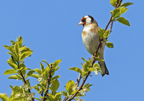 Stehlík obecný  (Carduelis carduelis)  IMG_1179ok