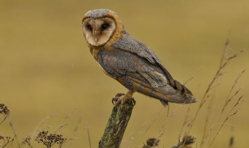 Sova pálená  (Tyto alba)  IMG_1876ok