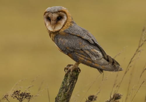 Sova pálená  (Tyto alba)  IMG_1876ok