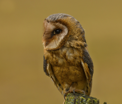 Sova pálená  (Tyto alba)  IMG_1916ok