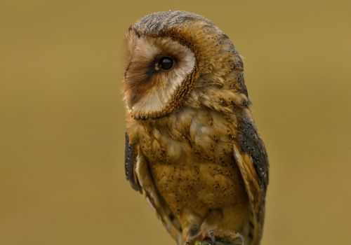 Sova pálená  (Tyto alba)  IMG_1916ok
