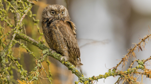 Výreček malý  (Otus scops)  IMG_1946ok