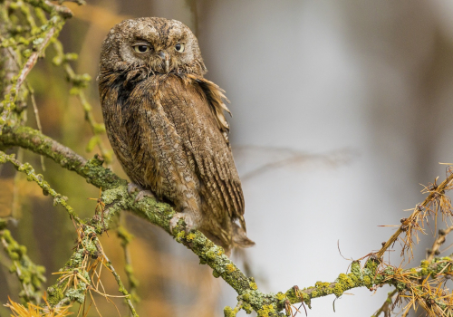 Výreček malý  (Otus scops)  IMG_1946ok