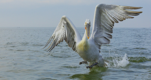 Pelikán kadeřavý  (Pelecanus crispus)  IMG_4695ok