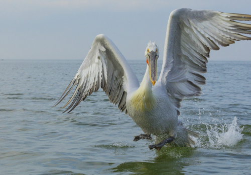 Pelikán kadeřavý  (Pelecanus crispus)  IMG_4695ok
