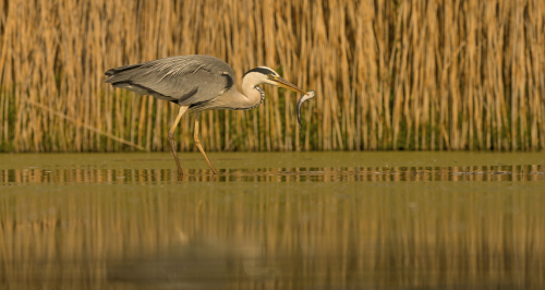 Volavka popelavá  (Ardea cinerea)  IMG_4967ok