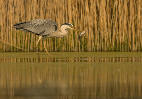 Volavka popelavá  (Ardea cinerea)  IMG_4967ok