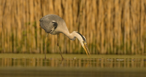 Volavka popelavá  (Ardea cinerea)  IMG_5001ok