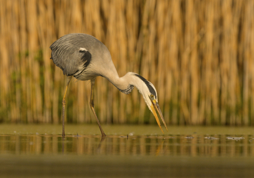 Volavka popelavá  (Ardea cinerea)  IMG_5001ok