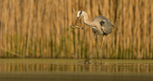 Volavka popelavá  (Ardea cinerea)  IMG_5006ok