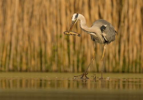 Volavka popelavá  (Ardea cinerea)  IMG_5006ok