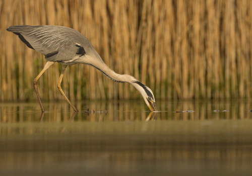 Volavka popelavá  (Ardea cinereaI)  MG_5016ok
