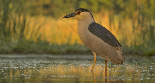 Kvakoš noční  (Nycticorax nycticorax)  IMG_5074ok