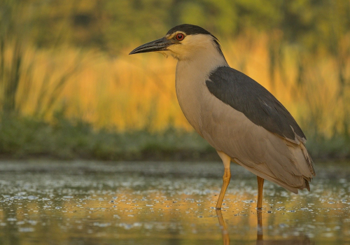 Kvakoš noční  (Nycticorax nycticorax)  IMG_5074ok