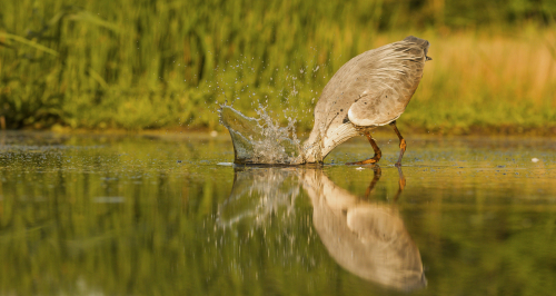 Volavka popelavá  (Ardea cinerea)  IMG_5119ok