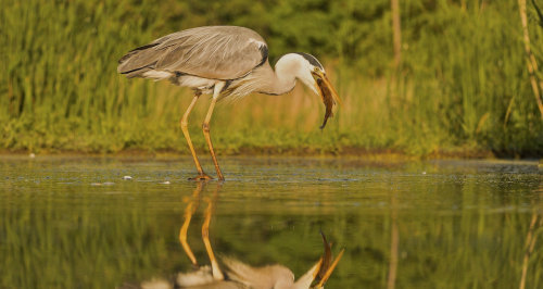 Volavka popelavá  (Ardea cinereaI)  IMG_5129ok