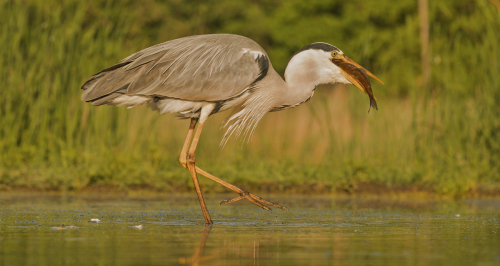 Volavka popelavá  (Ardea cinerea)  IMG_5134ok