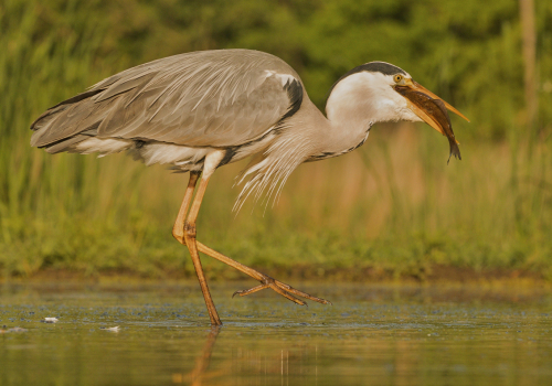 Volavka popelavá  (Ardea cinerea)  IMG_5134ok