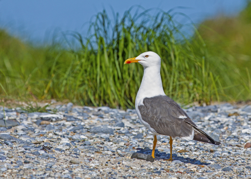 Racek stříbřitý  (Larus argentatus)  IMG_9152ok