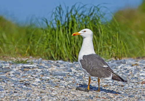 Racek stříbřitý  (Larus argentatus)  IMG_9152ok
