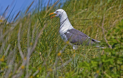Racek stříbřitý  (Larus argentatus)  IMG_9182ok