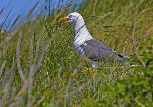 Racek stříbřitý  (Larus argentatus)  IMG_9182ok
